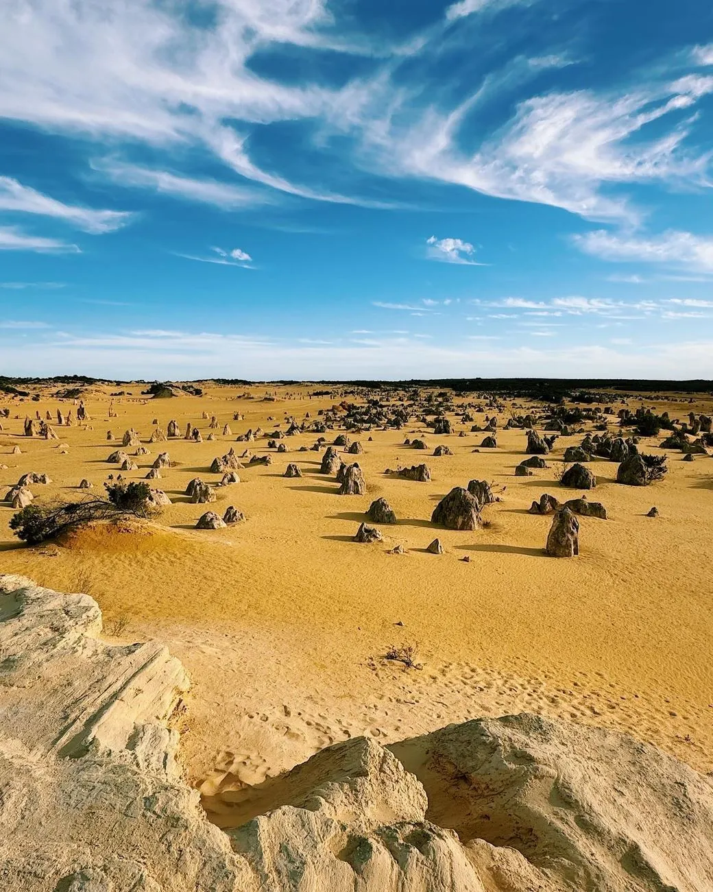 1 Day Pinnacles Tour