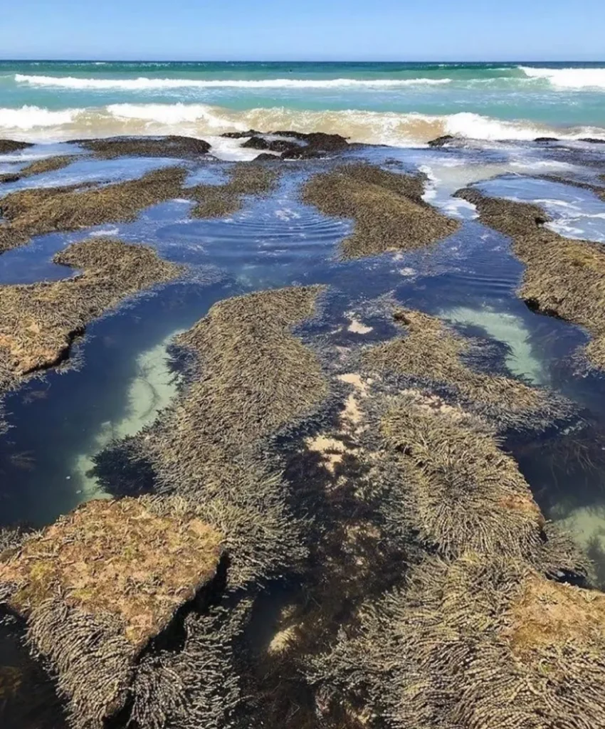Barwon Bluff Marine Sanctuary