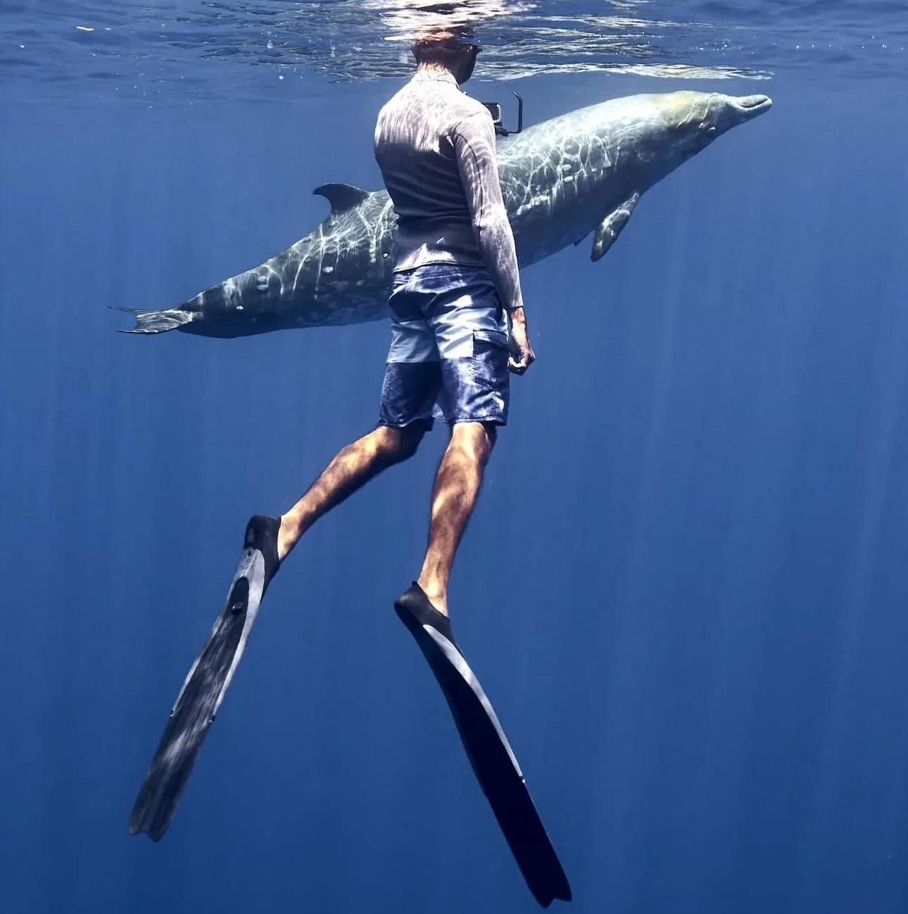Beaked Whales, The Ghosts of the Blue