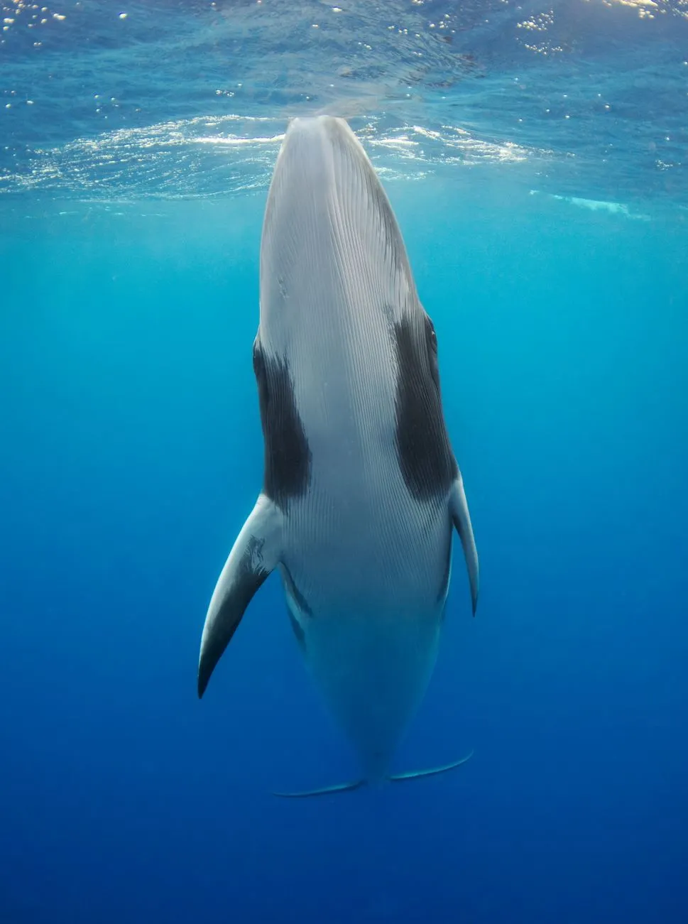 Dwarf Minke Whales