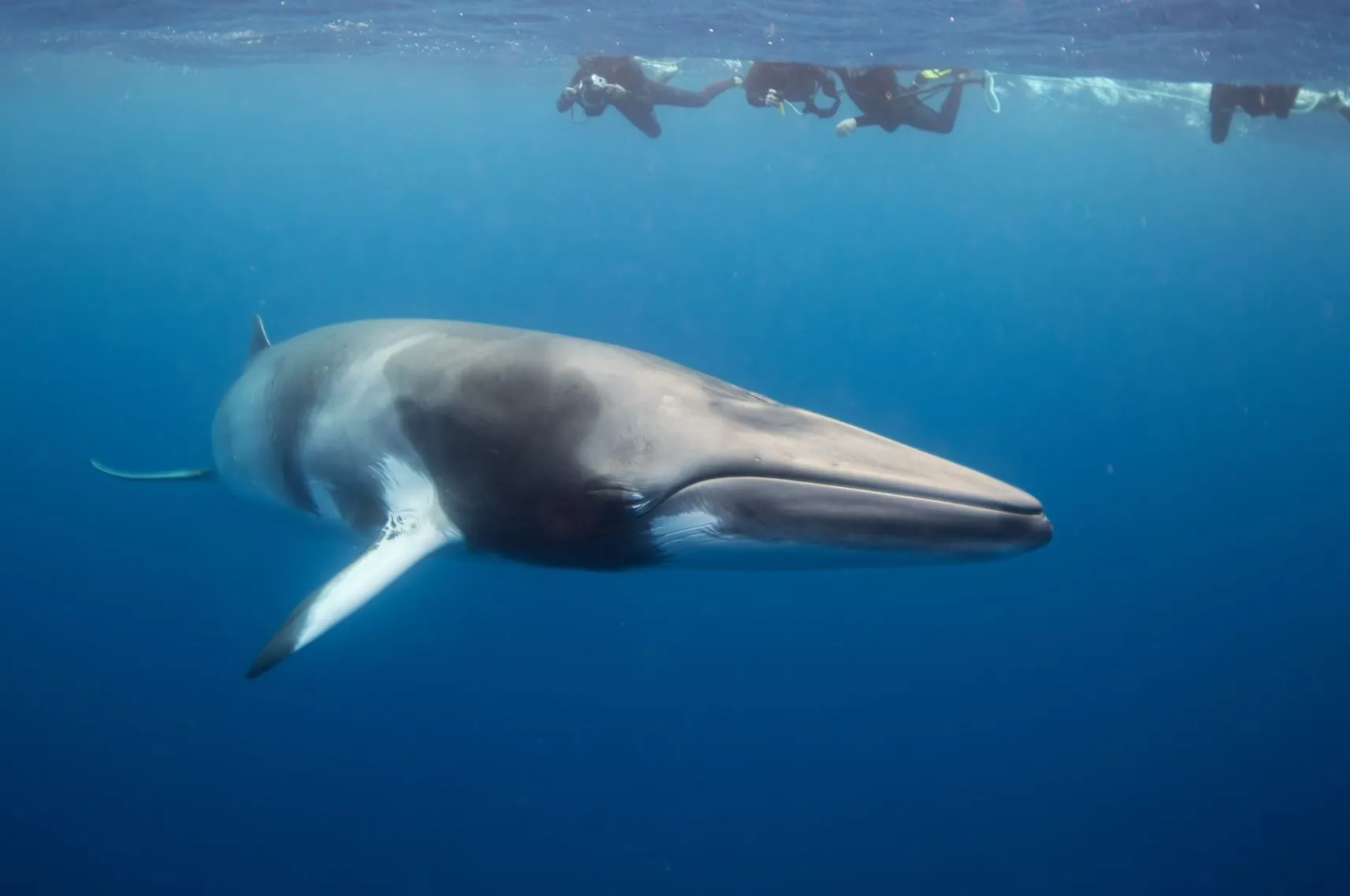 How Many Species of Whales Are in the Great Barrier Reef
