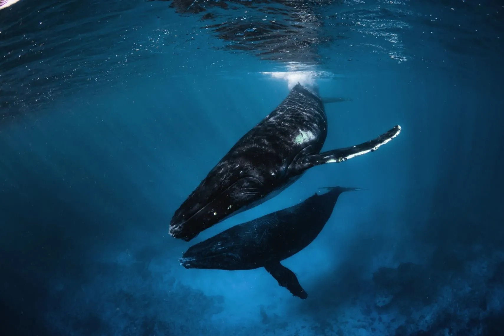 Humpbacks, The Showboats Of The Reef