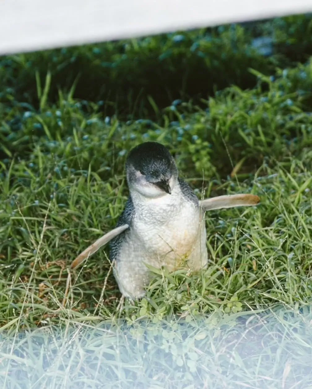 Penguin Viewing Times, The 12 Apostles