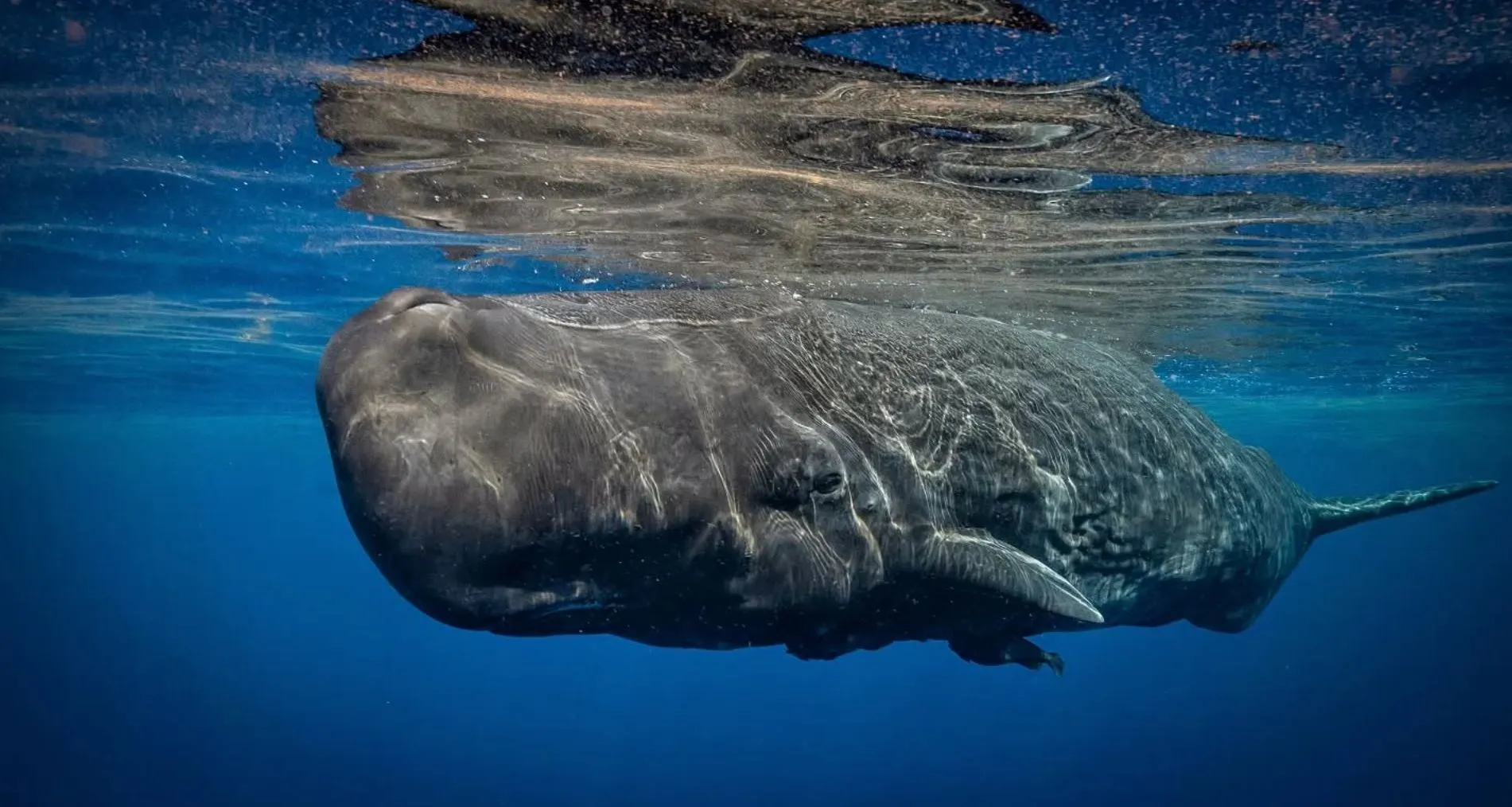 Sperm Whales, The Deep Divers