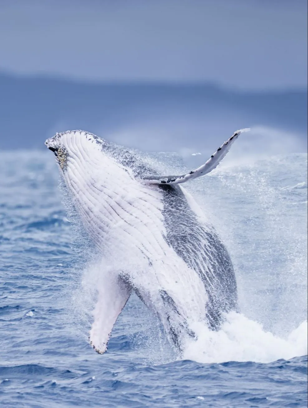 The Big Migrators Show Up Every Dry Season