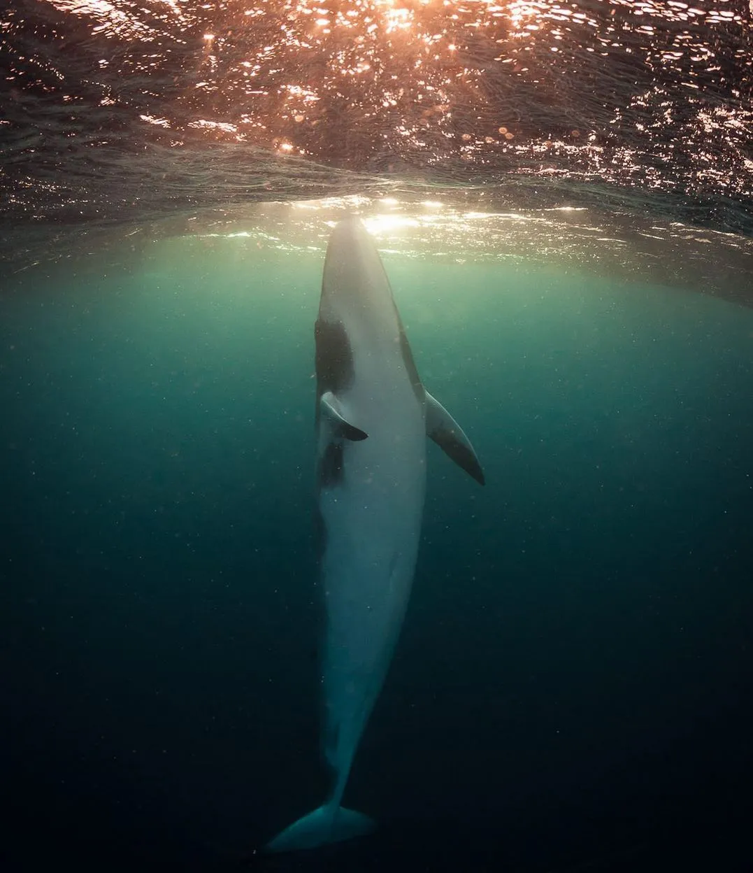 Where to Spot Large Marine Mammals