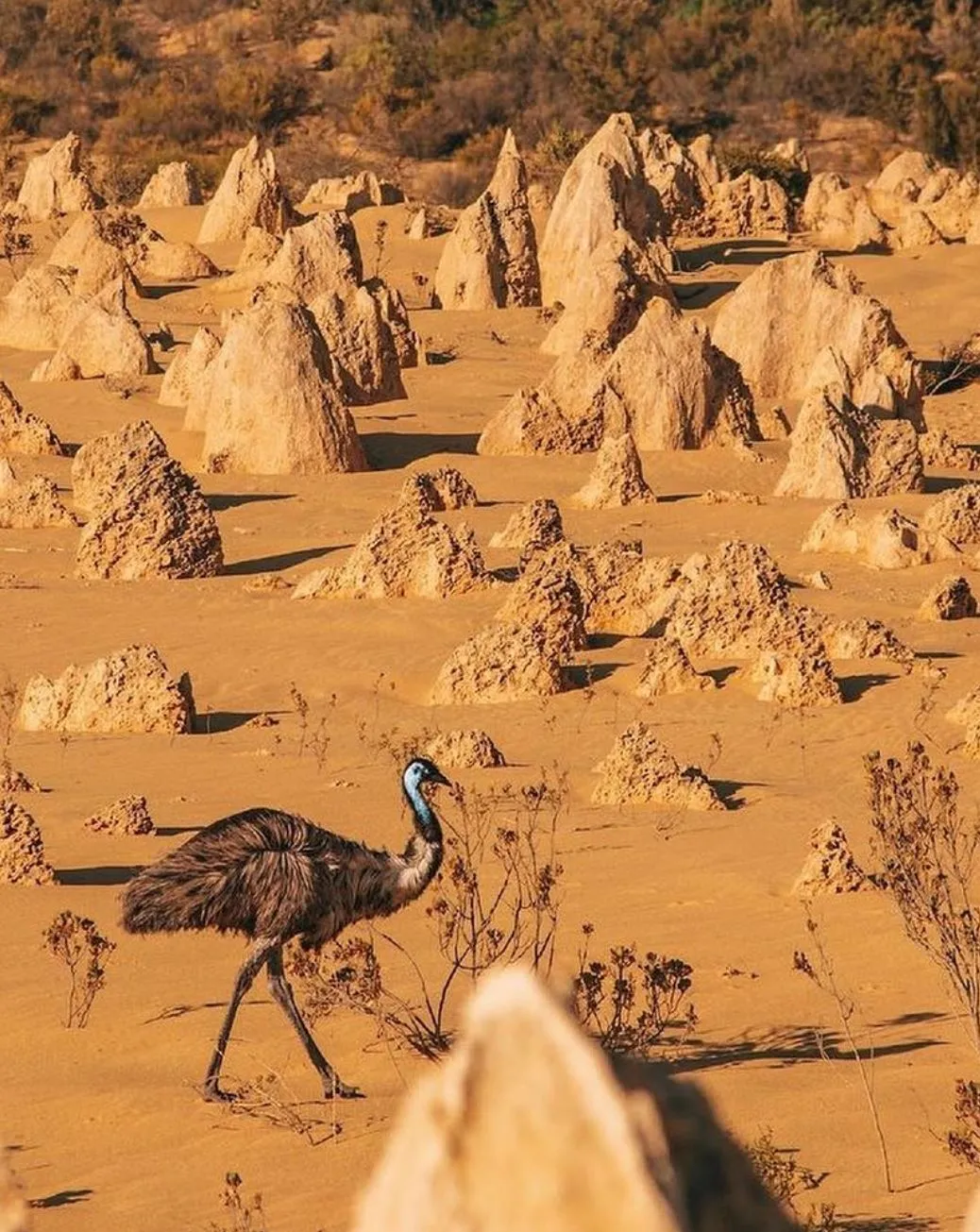 Wildlife in the Sand, Emus, Kangaroos and More